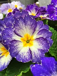 Close-up of purple flower blooming outdoors