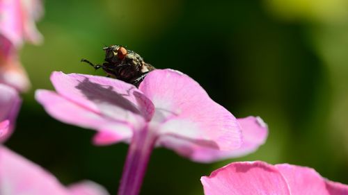 Close-up of bee on pink flower