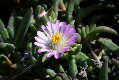 Closeup of the flower on the trailing ice plant lampranthus.