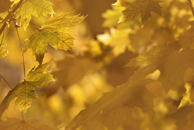 Close-up of yellow maple leaves