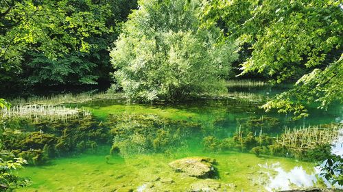 Scenic view of river with trees in background