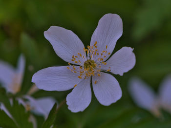 Close-up of purple flowering plant