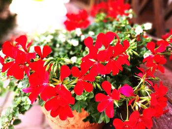 Close-up of red flowers