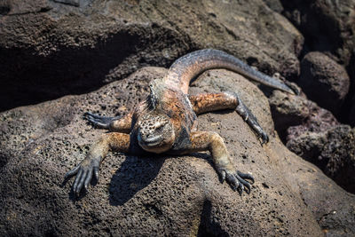 High angle view of marine iguana on rock