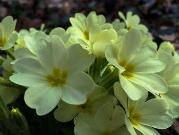 Close-up of white flowers