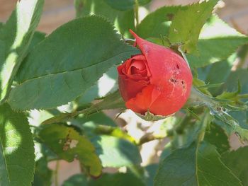 Close-up of strawberry growing on tree