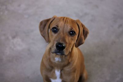 A puppy searching something to bite.