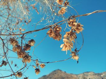 Low angle view of flower tree against blue sky