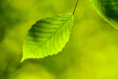 Close-up of green leaves