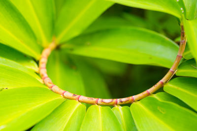 Close-up of green leaves