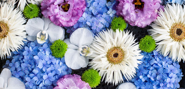 High angle view of multi colored daisy flowers