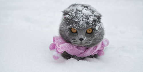 Close-up portrait of a cat on snow covered field