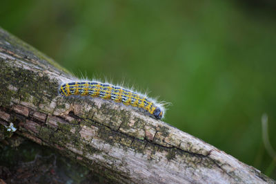 Close-up of caterpillar on wood