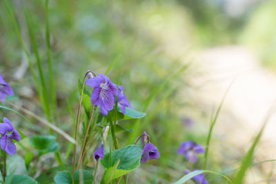 Close-up of purple flowers blooming outdoors