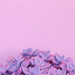 Plants on pink fashion concept. cactus on a pink background wall