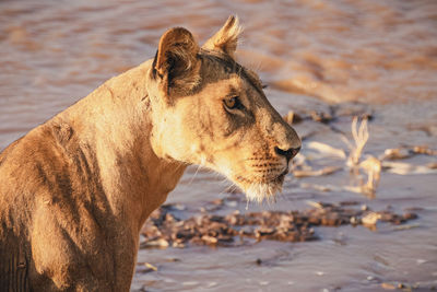 Animals in the wild - lioness drinking at the river - samburu national reserve, north kenya