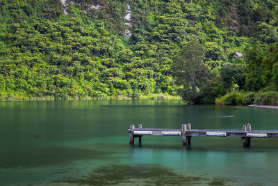 Scenic view of the lake in the forest