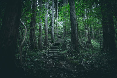 Trees in forest