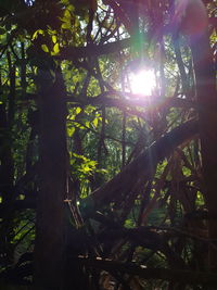 Sunlight streaming through trees in forest