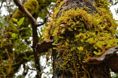 Close-up of tree trunk