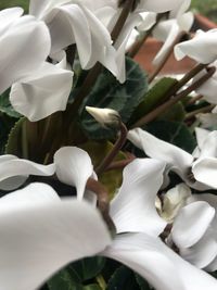 Close-up of white flowers