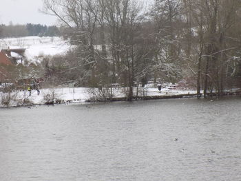 Bare trees by river