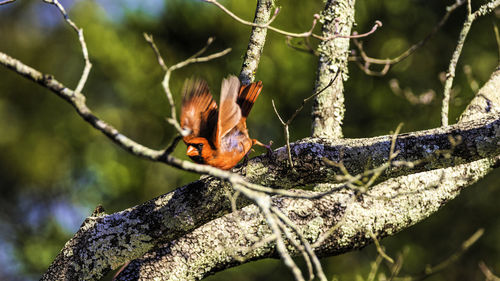 Close-up of squirrel on tree