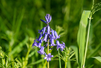 Close-up of purple flowering plant