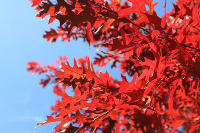 Low angle view of maple leaves on tree during autumn