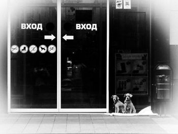 View of a dog looking through door