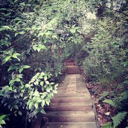 Footpath amidst trees in forest