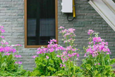 Close-up of pink flowering plant against building