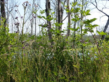 Plants growing on field