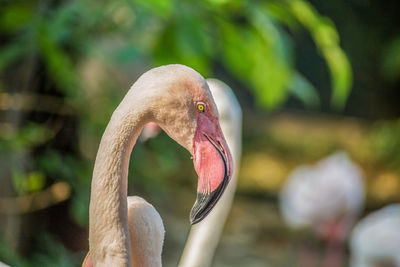 Close-up of a bird