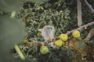 Close-up of fruit growing on tree