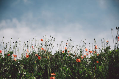 Low angle view of plants against cloudy sky