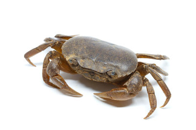 Close-up of insect over white background