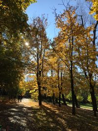 Trees in autumn