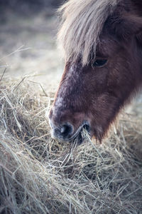 Close-up of horse on field