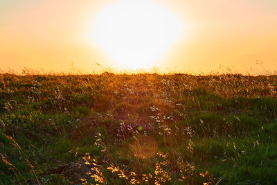 Scenic view of field against sky during sunset