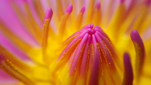 Close-up of purple flower