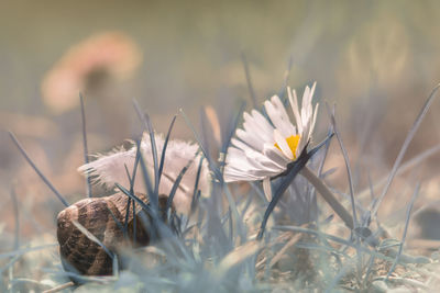 Close-up of crocus on field