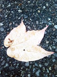 Close-up of maple leaf on ground