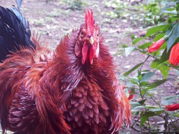 Close-up of rooster