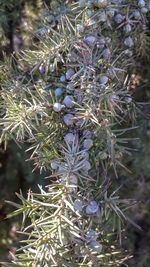 Close-up of succulent plant