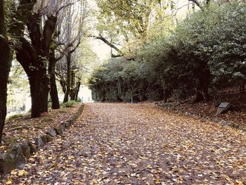 Footpath amidst leaves in park during autumn