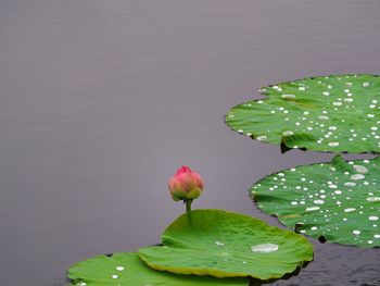 Close-up of lotus water lily in lake