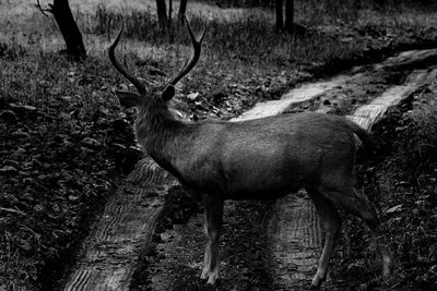 View of deer on field in forest