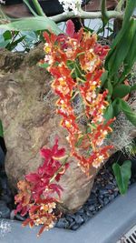 Close-up of flowers