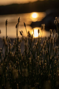 Close-up of plants on field against sky during sunset